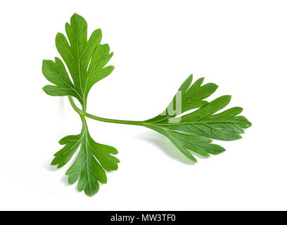 Fresh parsley sprigs isolated on white background Stock Photo