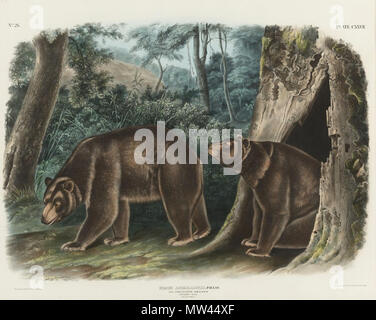 . English: Cinnamon bear PLATE CXXVII hand-colored lithograph 1847-1848 on wove paper 555 by 700 mm  . between 1847 and 1848. J T Bowen; after John James Audubon 131 Cinnamon bear by J T Bowen after John James Audubon Stock Photo