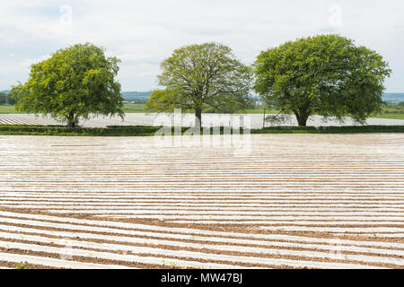 fields covered in rows of plastic mulch - uk Stock Photo