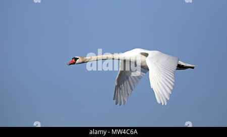 Flying Mute swan (Cygnus olor) Stock Photo