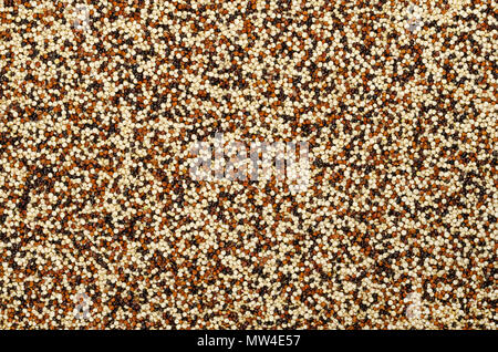 Mixed quinoa seeds, surface and background. Pseudocereal. Yellow, red and black edible fruits of grain crop Chenopodium quinoa. Macro food photo. Stock Photo