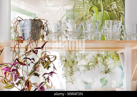 Mugs and house plants standing on shelf Stock Photo