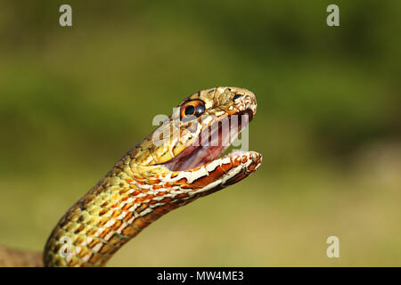 portrait of angry eastern montpellier snake ( Malpolon insignitus ), animal ready to bite Stock Photo