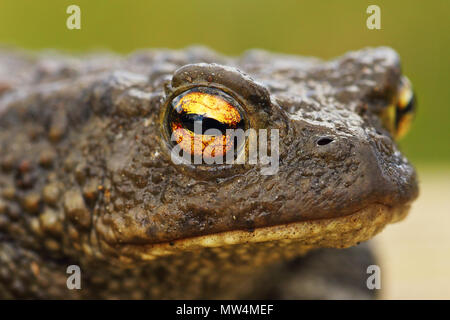 brown common toad portrait, closeup on the eye ( Bufo bufo ) Stock Photo