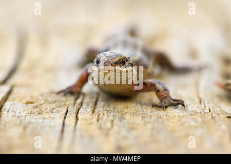 close up of viviparous lizard basking on wood board ( Zootoca vivipara ) Stock Photo