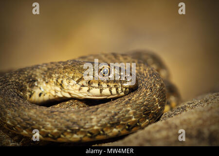 close up of dice snake ( Natrix tessellata ) Stock Photo