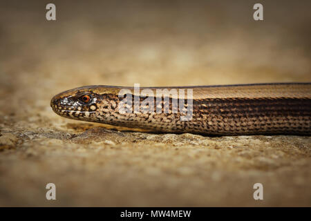 closeup of juvenile slow worm ( Anguis colchica ) Stock Photo