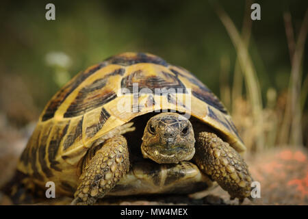 closeup of Testudo hermanni  in natural habitat, hermann's turtoise portrait Stock Photo