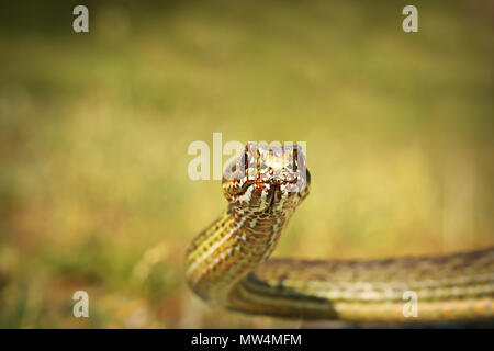 eastern montpellier snake portrait ( Malpolon monspessulanus insignitus ) Stock Photo