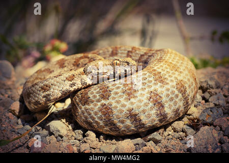 full length Milos viper in natural habitat, the rarest european venomous snake ( Macrovipera lebetina schweizeri ) Stock Photo