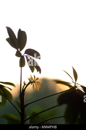 Shefflera plant set against a sunset Stock Photo