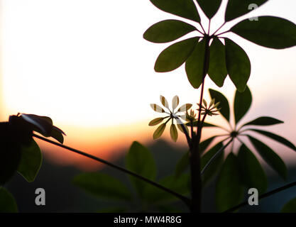 Shefflera plant set against a sunset Stock Photo