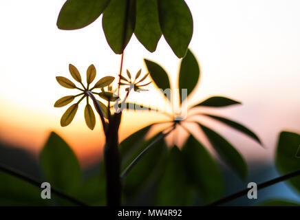 Shefflera plant set against a sunset Stock Photo