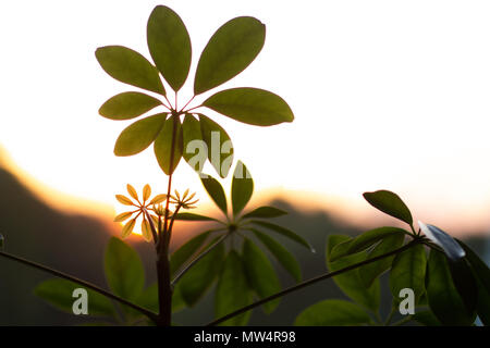 Shefflera plant set against a sunset Stock Photo