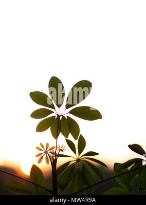 Shefflera plant set against a sunset Stock Photo