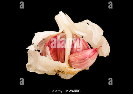 Garlic bulb and cloves bought from a supermarket in England UK GB on a black background Stock Photo
