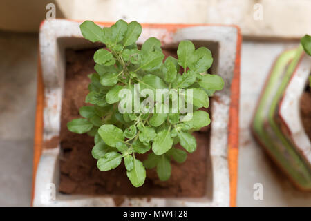 Ocimum tenuiflorum commonly known as holy basil tulasi or tulsi is