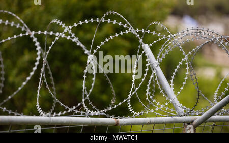 Wire barbed mesh metal fence, sharp with razors, circle. Warning of danger and protecting of area. Blurred nature background, close up view. Stock Photo