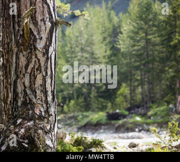 Tree trunk with crust detail, moss at bottom. Blurred forest, nature and river background. Space for text, close up view. Stock Photo