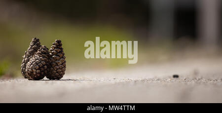 Three fir cones, brown and dry on white surface for christmas decoration. Blurred nature background, close up view with details, space for text, banne Stock Photo