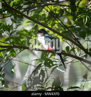 Cuban Trogon, the national bird of Cuba Stock Photo