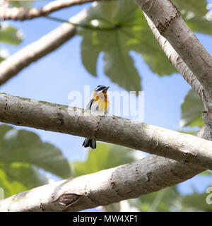 stripe-headed tanager in Cuba Stock Photo
