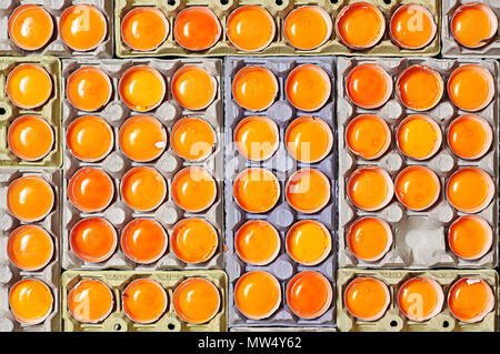 A lot of orange egg yolks and unique one empty space over a egg cartons. Stock Photo