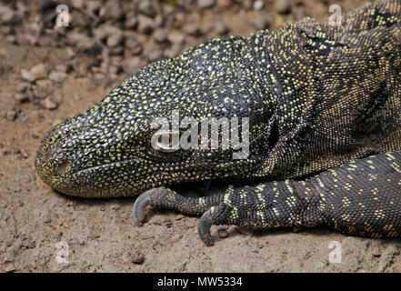 Crocodile Monitor Lizard (varanus salvadorii) Stock Photo