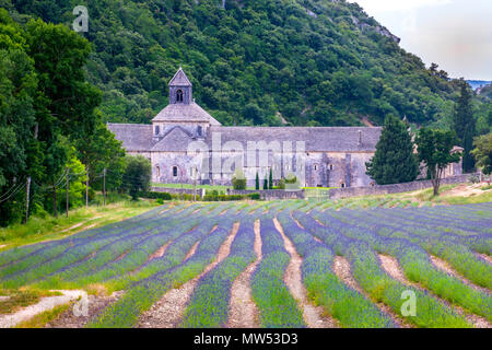 France, Provence region, Gordes City, Senanque Abbey, lavanda fields Stock Photo