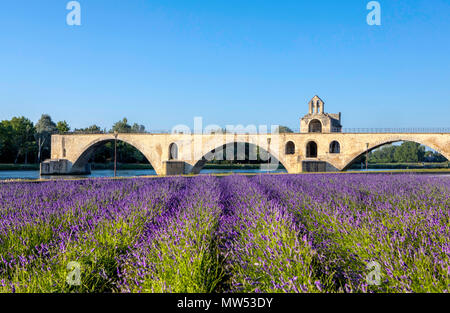 France, Provence region, Avignon city, St. Benezet Bridge, W.H., lavanda field Stock Photo