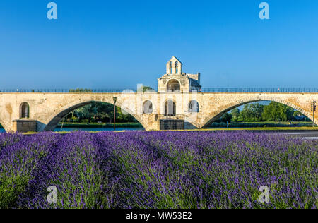 France, Provence region, Avignon city, St. Benezet Bridge, W.H., lavanda field Stock Photo