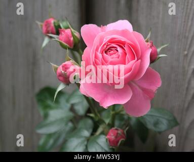 vibrant pink rose in bloom and green leaves. Details of a bright summer flower. natural floral background and text space