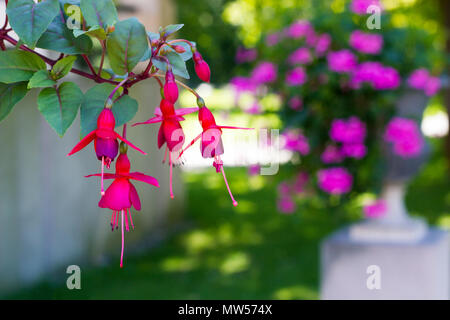Pink flowers Fuchsia magellanica grow in summer garden, selective focus Stock Photo