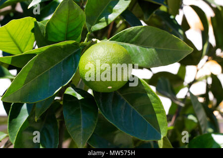 Lime fruit grows on tree on summer day Stock Photo