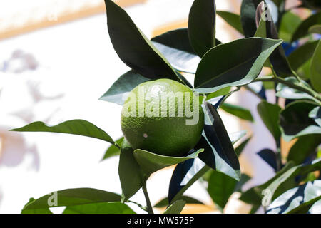 Lime fruit grows on tree on summer sunny day Stock Photo