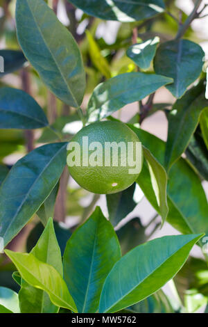Lime fruit grows on tree on summer day Stock Photo