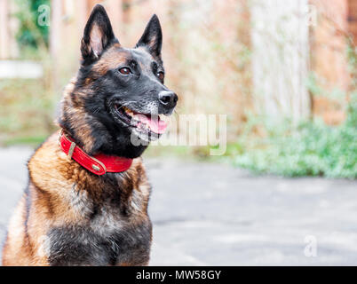 The Malinois, or Belgian Malinois, is a larger breed of dog, though of as a variety of the Belgian Shepherd dog rather than as a separate breed. Stock Photo