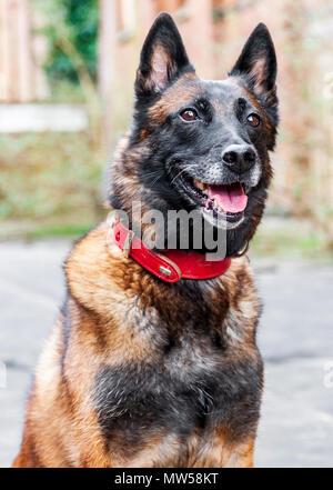 The Malinois, or Belgian Malinois, is a larger breed of dog, though of as a variety of the Belgian Shepherd dog rather than as a separate breed. Stock Photo
