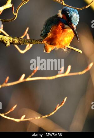 Kingfisher (Alcedo atthis) Kent (Loose Village, near Maidstone) UK. January