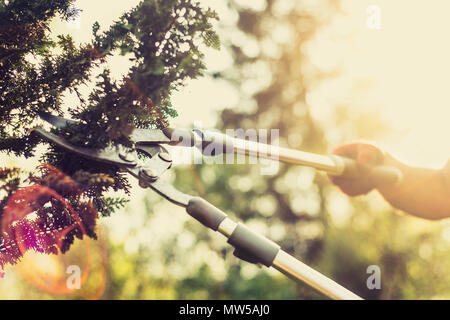 Garden work. The Man Cuts the Branches of the Bushes and Trees with the Pruning Shears, the Gardener Dressed in Pants and Work Boots does the Work. Stock Photo