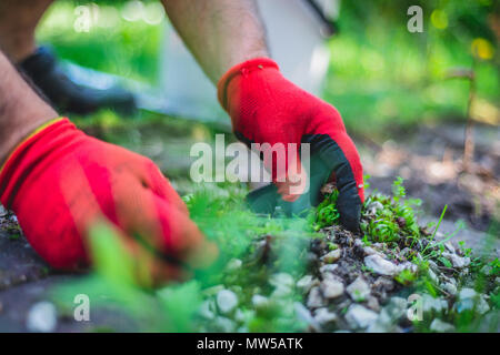 Works In Garden and Planting Seedlings. A Man Cuts the Branches of Bushes and Trees, makes Seedlings. Gardener Dressed in Pants and Work Shoes Stock Photo