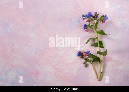 Twig of wild forested lungwort on colorful trendy painted pink-lilac textured background. Stock Photo