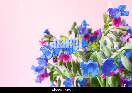 Bouquet of wild forested lungwort on pale pink pastel background with copy space. Stock Photo