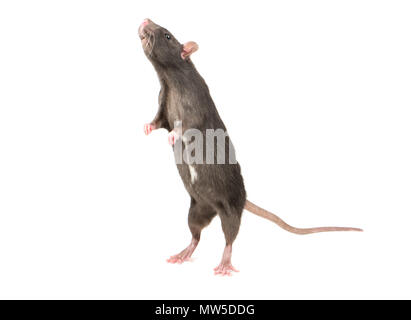 Gray rat standing on hind legs on white background Stock Photo