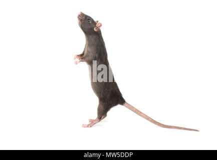 Gray rat standing on hind legs on white background Stock Photo