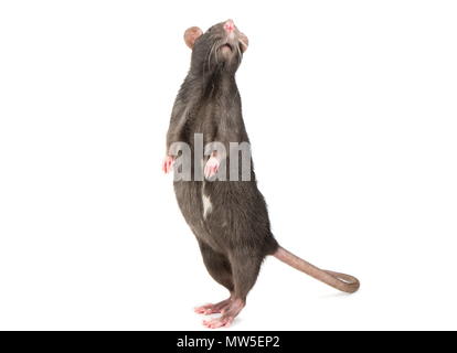 Gray rat standing on hind legs on white background Stock Photo