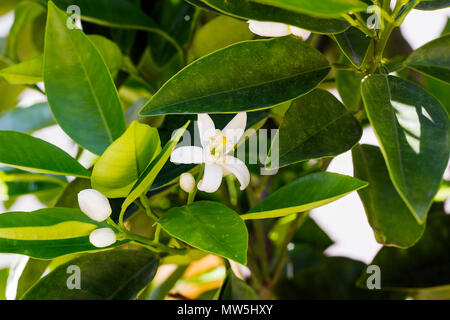 White lemon flower with bud blossoms on green tree Stock Photo