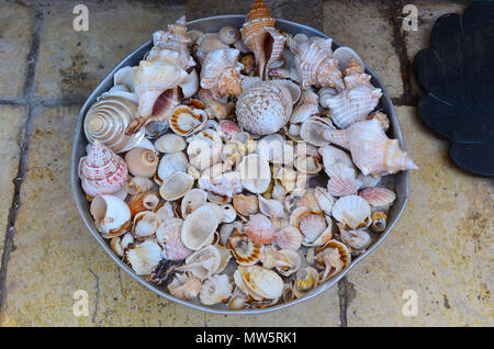 Placer of small and medium sea shells in a tin container Stock Photo