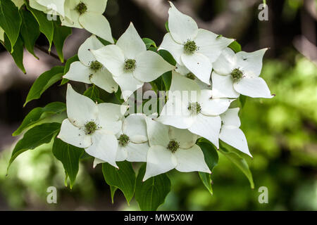 Dogwood, Cornus kousa 'Milky Way' White flowers Close up Blooming Plant in Garden, A greenish tinge Stock Photo