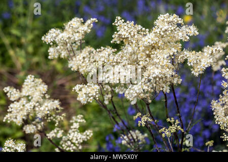 Filipendula vulgaris “ Plena ”, Dropwort herbaceous hardy perennial Stock Photo